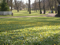Finlandとある公園