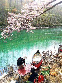青い水と桜の中で支笏湖カヌー