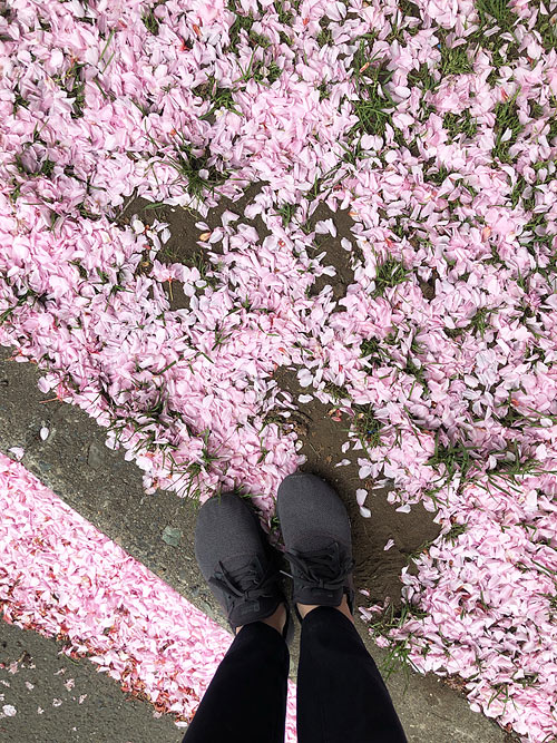 もうすぐ桜の季節ですね